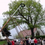 2010-05_maibaum_stellen