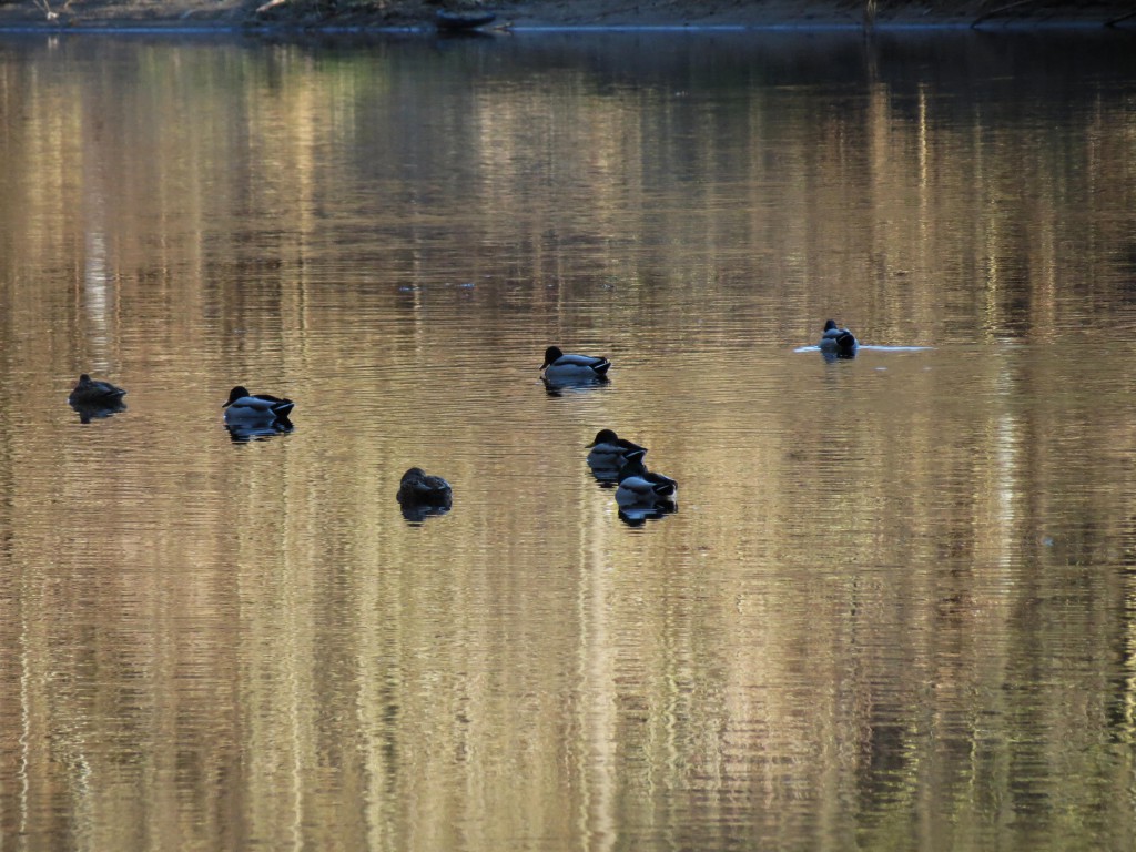 2013_Dezember_III_Zschopautalrunde_grün_013