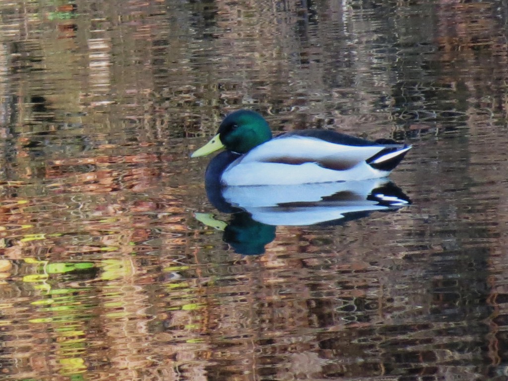 2013_Dezember_III_Zschopautalrunde_grün_018